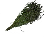 Мята анисовая 4258